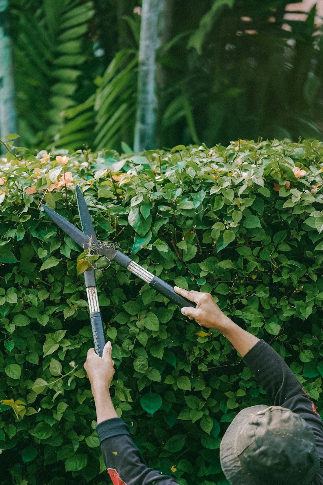 Adult gardener trims green hedge outdoors in Jakarta. Focus on foliage.