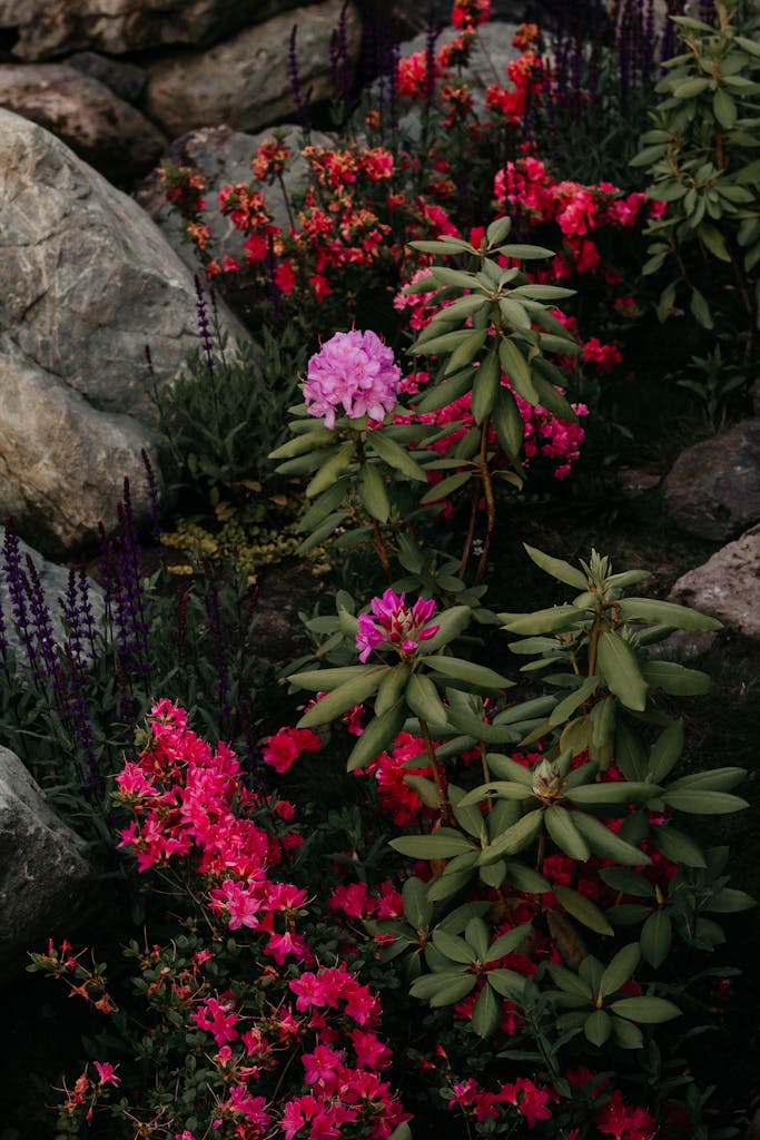 Beautiful blooming garden with rhododendrons and sage nestled among rocks in vibrant hues.